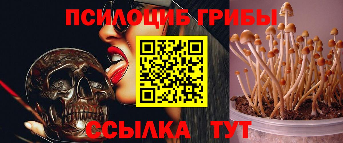 Галлюциногенные грибы Psilocybe Великие Луки